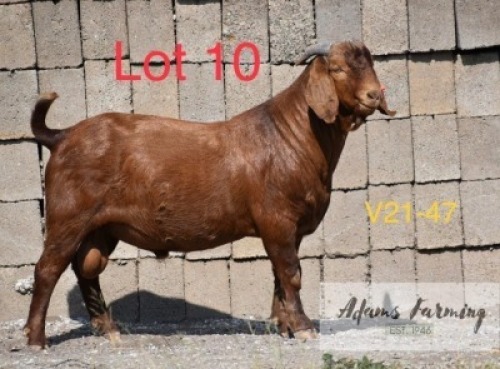 LOT 10 1 x KALAHARI RED BUCK ADAMS FARMING