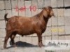 LOT 10 1 x KALAHARI RED BUCK ADAMS FARMING