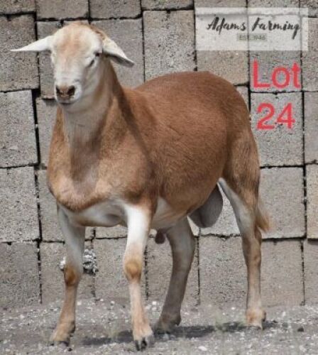 LOT 24 1 x MEAT MASTER RAM ADAMS FARMING