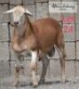 LOT 24 1 x MEAT MASTER RAM ADAMS FARMING