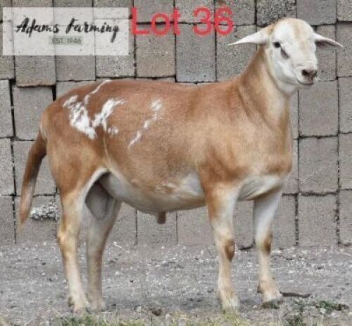 LOT 36 1 x MEAT MASTER RAM ADAMS FARMING