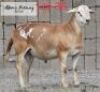LOT 36 1 x MEAT MASTER RAM ADAMS FARMING