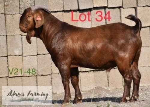LOT 34 1 x KALAHARI RED BUCK ADAMS FARMING