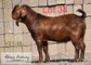 LOT 34 1 x KALAHARI RED BUCK ADAMS FARMING