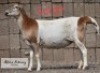 LOT 37 1 x MEAT MASTER EWE ADAMS FARMING