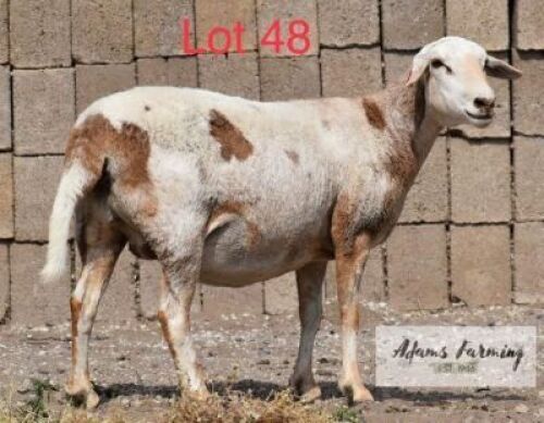 LOT 48 1 x MEAT MASTER EWE ADAMS FARMING