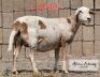 LOT 48 1 x MEAT MASTER EWE ADAMS FARMING