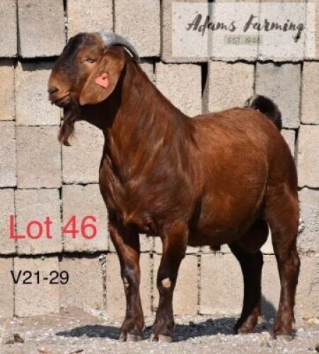 LOT 46 1 x KALAHARI RED BUCK ADAMS FARMING