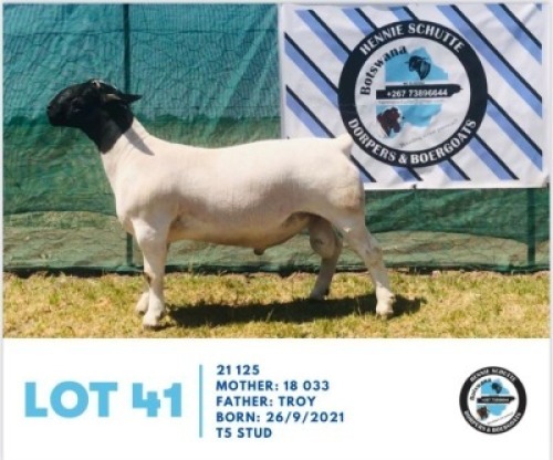 LOT 41 1 x BLACK HEAD DORPER RAM HENNIE SCHUTTE DORPERS & BOER GOATS