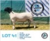 LOT 41 1 x BLACK HEAD DORPER RAM HENNIE SCHUTTE DORPERS & BOER GOATS