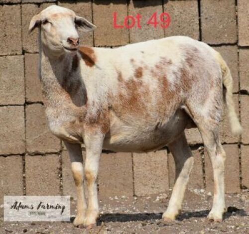 LOT 49 1 x MEAT MASTER EWE ADAMS FARMING