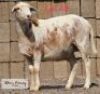 LOT 49 1 x MEAT MASTER EWE ADAMS FARMING