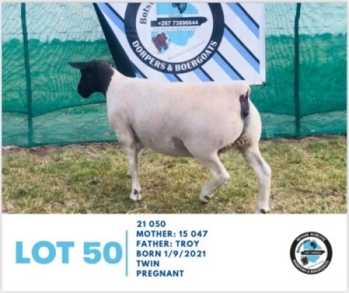 LOT 50 1 x BLACK HEAD DORPER EWE HENNIE SCHUTTE DORPERS & BOER GOATS