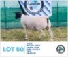 LOT 50 1 x BLACK HEAD DORPER EWE HENNIE SCHUTTE DORPERS & BOER GOATS