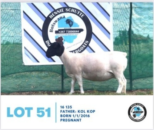LOT 51 1 x BLACK HEAD DORPER EWE HENNIE SCHUTTE DORPERS & BOER GOATS