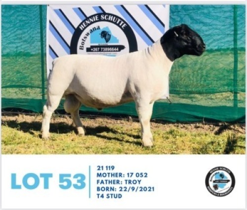 LOT 53 1 x BLACK HEAD DORPER RAM HENNIE SCHUTTE DORPERS & BOER GOATS