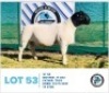 LOT 53 1 x BLACK HEAD DORPER RAM HENNIE SCHUTTE DORPERS & BOER GOATS