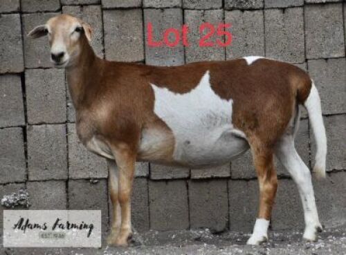 LOT 25 1 x MEAT MASTER EWE ADAMS FARMING
