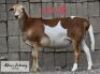 LOT 25 1 x MEAT MASTER EWE ADAMS FARMING