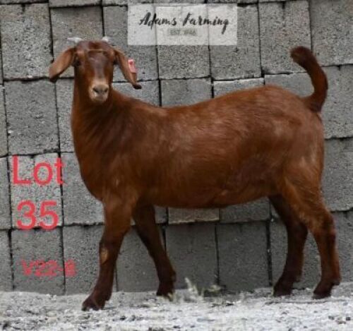 LOT 35 1 x KALAHARI RED EWE ADAMS FARMING