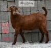 LOT 35 1 x KALAHARI RED EWE ADAMS FARMING