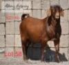 LOT 58 1 x KALAHARI RED BUCK ADAMS FARMING