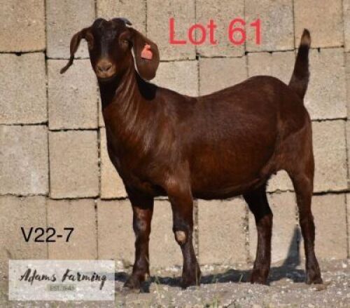 LOT 61 1 x KALAHARI RED EWE ADAMS FARMING