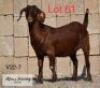 LOT 61 1 x KALAHARI RED EWE ADAMS FARMING