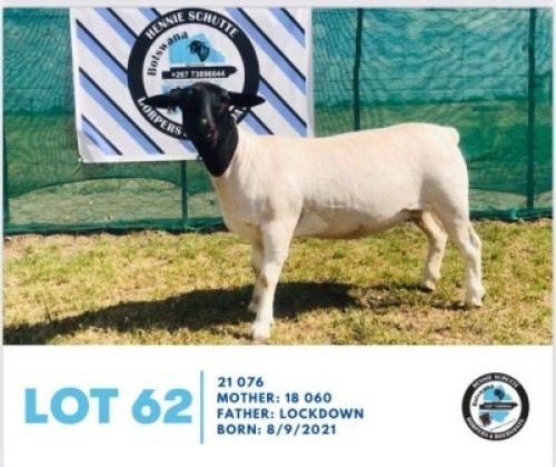 LOT 62 1 x BLACK HEAD DORPER EWE HENNIE SCHUTTE DORPERS & BOER GOATS