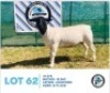 LOT 62 1 x BLACK HEAD DORPER EWE HENNIE SCHUTTE DORPERS & BOER GOATS