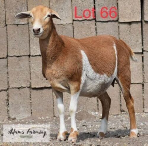 LOT 66 1 x MEAT MASTER EWE ADAMS FARMING
