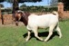 1X BOERBOK RAM Suzanne Van Dyk Boerbokstoet nr. 1714 - KUDDE - 6