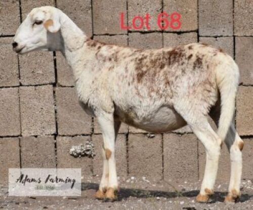 LOT 68 1 x MEAT MASTER EWE ADAMS FARMING