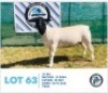 LOT 63 1 x BLACK HEAD DORPER EWE HENNIE SCHUTTE DORPERS & BOER GOATS - 2