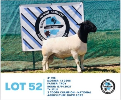 LOT 52 1 x BLACK HEAD DORPER RAM HENNIE SCHUTTE DORPERS & BOER GOATS