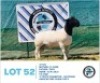 LOT 52 1 x BLACK HEAD DORPER RAM HENNIE SCHUTTE DORPERS & BOER GOATS