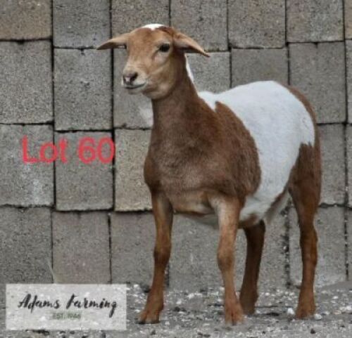 LOT 60 1 x MEAT MASTER EWE ADAMS FARMING