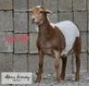 LOT 60 1 x MEAT MASTER EWE ADAMS FARMING