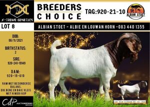 BREEDERS' CHOICE - LOT 8 1X BOER GOAT FLOCK BUCK ALBIAN BOERBOK STOET