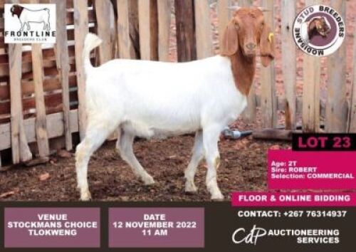 3 x BOER GOAT COMMERCIAL EWE MODISAME
