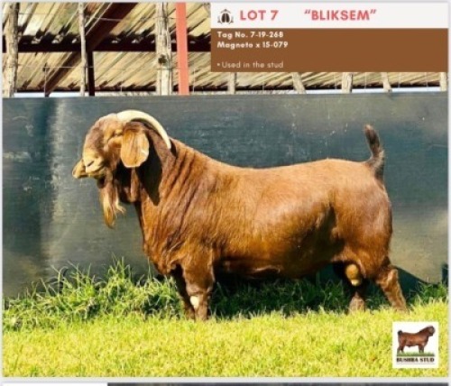 LOT 7 1 x KALAHARI RED BUCK BUSHRA STUD