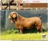 LOT 7 1 x KALAHARI RED BUCK BUSHRA STUD