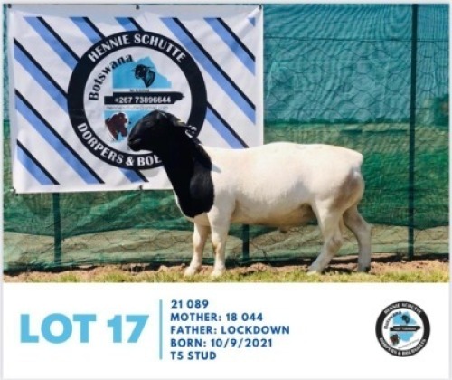 LOT 17 1 x BLACK HEAD DORPER RAM HENNIE SCHUTTE DORPERS & BOER GOATS