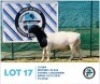 LOT 17 1 x BLACK HEAD DORPER RAM HENNIE SCHUTTE DORPERS & BOER GOATS
