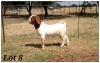 1X BOERBOK RAM CR Botha Boerbokstoet - KUDDE