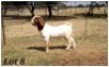 1X BOERBOK RAM CR Botha Boerbokstoet - KUDDE