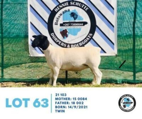 LOT 63 1 x BLACK HEAD DORPER EWE HENNIE SCHUTTE DORPERS & BOER GOATS