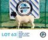 LOT 63 1 x BLACK HEAD DORPER EWE HENNIE SCHUTTE DORPERS & BOER GOATS