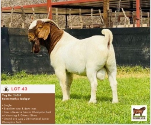 LOT 43 1 x BOER GOAT BUCK BUSHRA STUD