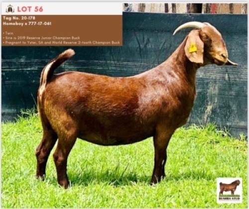 LOT 56 1 x KALAHARI RED EWE BUSHRA STUD